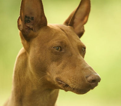 Cirneco dell'Etna,Cirneco, Sicilian Hound, Sicilian Greyhound, Sicilian Rabbit Hound, Sicilian Rabbit Dog