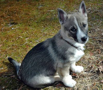 Swedish Vallhund,wolf corgi,tail,marking,term, Västgötaspets,harness markings