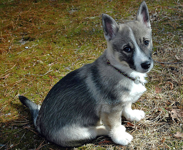 Swedish Vallhund,wolf corgi,tail,marking,term, Västgötaspets,harness markings