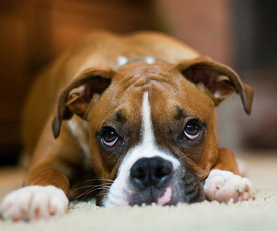 Boxer, Westminster Kennel Club Dog Show Best in Show, Four Horsemen of Boxerdom
