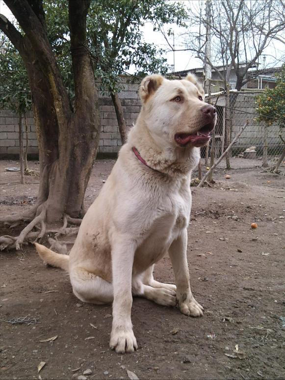 Livestock Guardian dog,Central Asian Ovcharka,Sage Koochi,Koochee.Kuchi,Afghan Shepherd