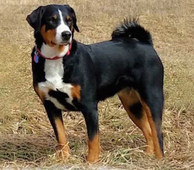 Appenzeller Mountain Dog, Appenzell Cattle Dog,Blaze,