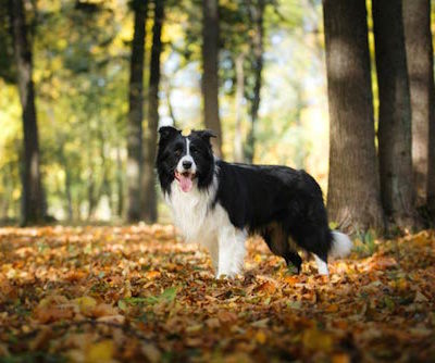 Amelia Earhart,Border Collie