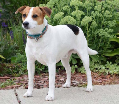 Danish Swedish Farmdog,Dansk-Svensk Gårdshund, Danish Pinscher, Old Danish Fox Terrier, Scanian Terrier, DSF