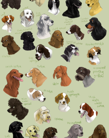 retrievers,Labrador Retriever, Flat-Coated Retriever, Golden Retriever, Nova Scotia Duck Tolling Retriever, Curly-Coated Retriever, Chesapeake Bay Retriever