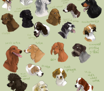 retrievers,Labrador Retriever, Flat-Coated Retriever, Golden Retriever, Nova Scotia Duck Tolling Retriever, Curly-Coated Retriever, Chesapeake Bay Retriever