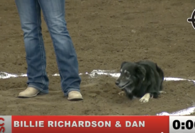 herding,Australian Shepherd,stock dog,Calgary Stampede