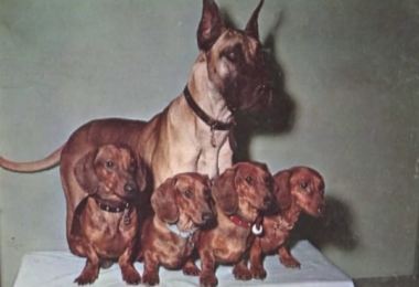 Great Dane, Dachshund,The Ugly Dachshund,Suzanne Pleshette,Yorkshire Terrier