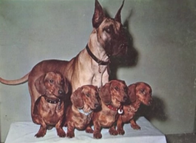 Great Dane, Dachshund,The Ugly Dachshund,Suzanne Pleshette,Yorkshire Terrier
