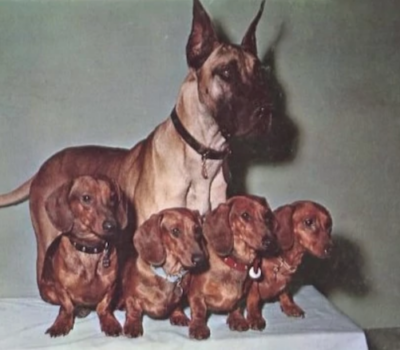 Great Dane, Dachshund,The Ugly Dachshund,Suzanne Pleshette,Yorkshire Terrier