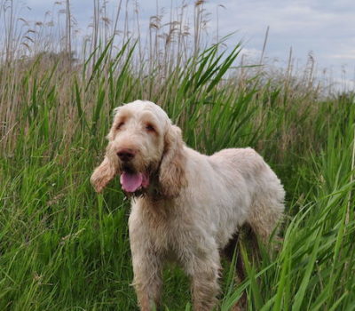 Spinone Italiano,Fire,standard,