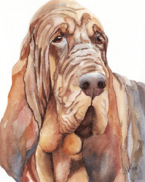 Bloodhound,name,limer,Slough dogs