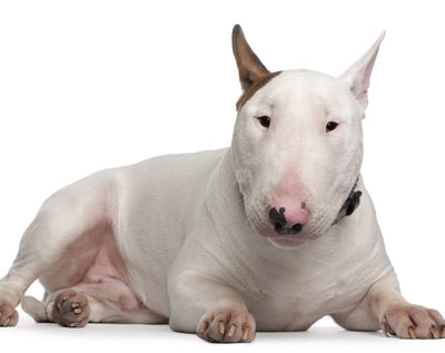 Bull Terrier,standard,eyes