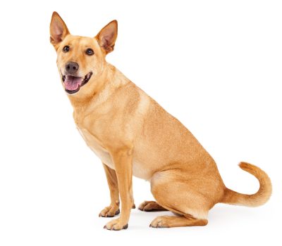 Angel Wings,Tail,Carolina Dog,Pariah,Dr. I. Lehr Brisbin