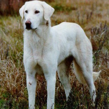 Akbash Dog, LGD, Livestock Guardian Dog,