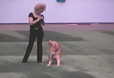 Canine Freestyle,musical freestyle,doggie dancing,Carolyn Scott,Golden Retriever,Rookie