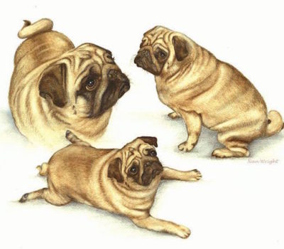 Pug, Napoleon,