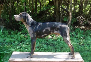 American Leopard Hound,American Leopard Cur,American Leopard Hound