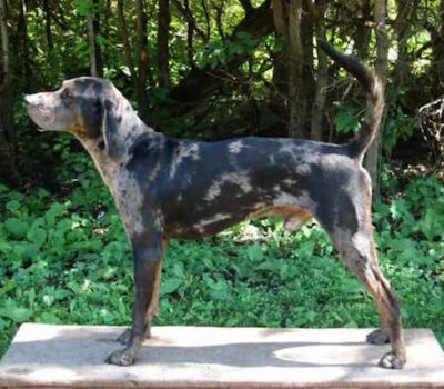 American Leopard Hound,American Leopard Cur,American Leopard Hound