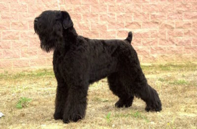 Black Russian Terrier,Tchiorny Terrier,Sobaka Stalina,Chornyi, Russian Bear Schnauzer, Terrier Noir Russe, Black Pearl of Russia, Blackies,Red Star kennel
