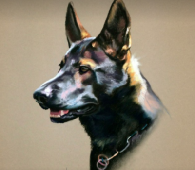 German Shepherd Dog,sable,color