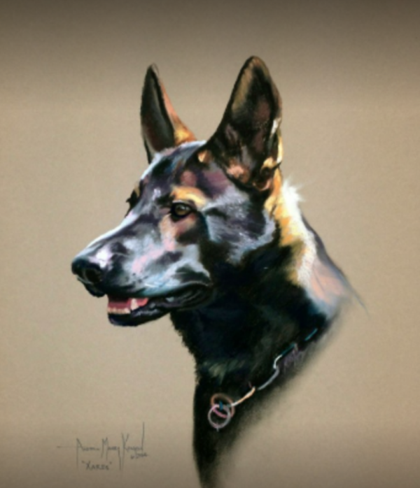 German Shepherd Dog,sable,color