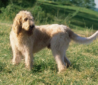 Grand Griffon Vendeen, greffier's dog,griffon,