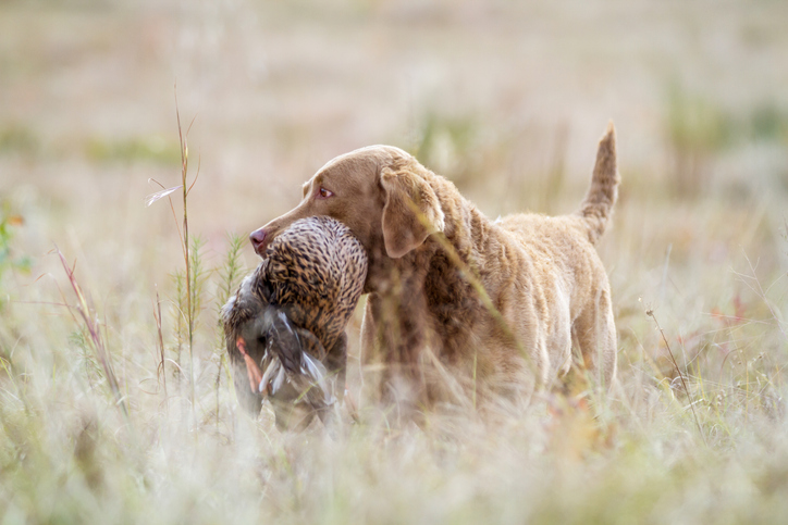 Chesapeake Bay Retriever, color, sedge