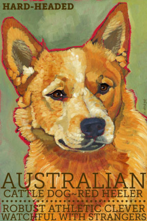 Australian Cattle Dog,Smithfield.