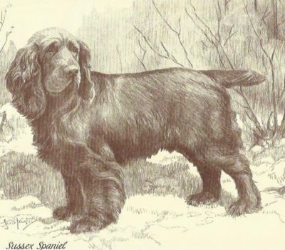 Chow Chow,Sussex Spaniel,standard,frowning,expression