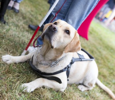 hero dog,Labrador Retriever,Seeing Eye Dog