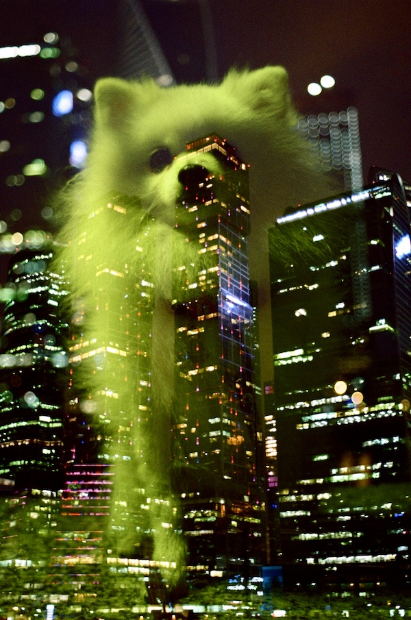 Pomeranian,Spitzdog,Keeshond,Overweight Pomeranian,Zwergspitz,Pomeranian Sheepdog,