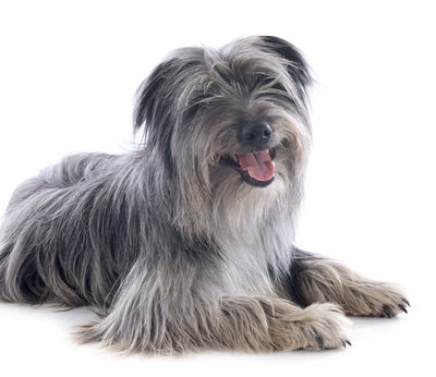 Pyrenean sheepdog,square,outline,rectangle,proportions,structure