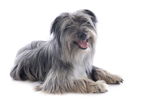 Pyrenean sheepdog,square,outline,rectangle,proportions,structure