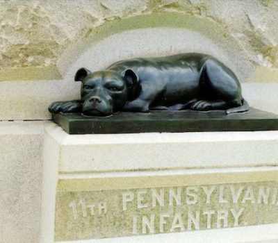 American Staffordshire Terrier, Civil War,Sallie Ann Jarrett,mascot,war dog,