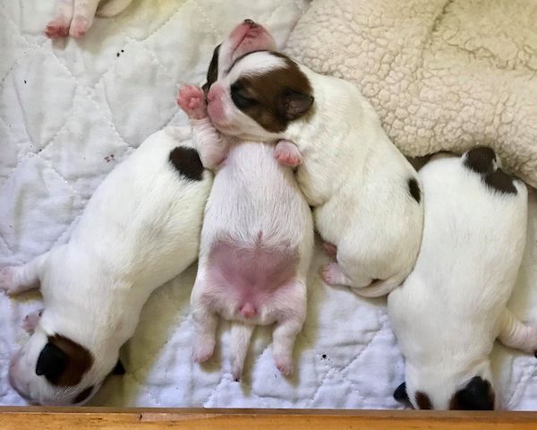 Russell Terrier,Jack Russell Terrier,Parson Russell Terrier