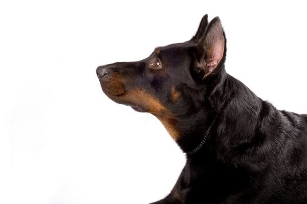 Beauceron,nickname,Colette,Abbe Rozier,Country Gentleman