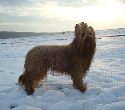 Briard,Berger Briard, Chien d’Montargis, and Briard de Brie,Emperor Charlemagne's Dog,Berger de la Brie,Sir Aubry de Montdidier,Abbot Abe Rozier,name,history