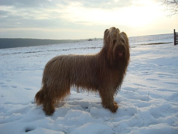 Briard,Berger Briard, Chien d’Montargis, and Briard de Brie,Emperor Charlemagne's Dog,Berger de la Brie,Sir Aubry de Montdidier,Abbot Abe Rozier,name,history