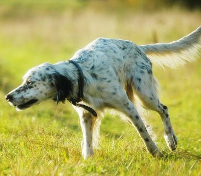 English Setter, Pointer,Ames Plantation,Johnny Crocket,Lester’s Sunny Hill Jo, National Field Trial Championship,Shadow Oak Bo
