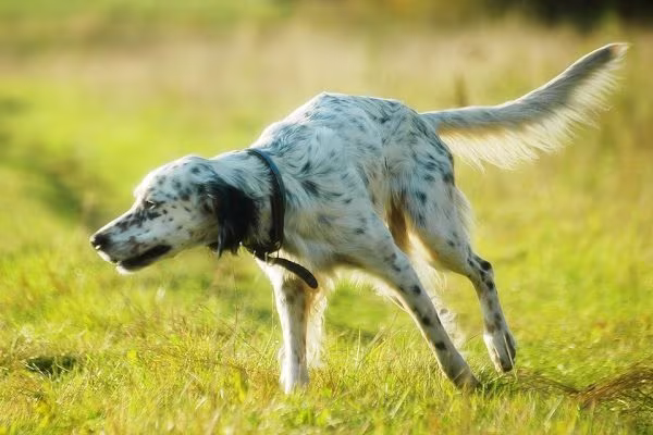 English Setter, Pointer,Ames Plantation,Johnny Crocket,Lester’s Sunny Hill Jo, National Field Trial Championship,Shadow Oak Bo