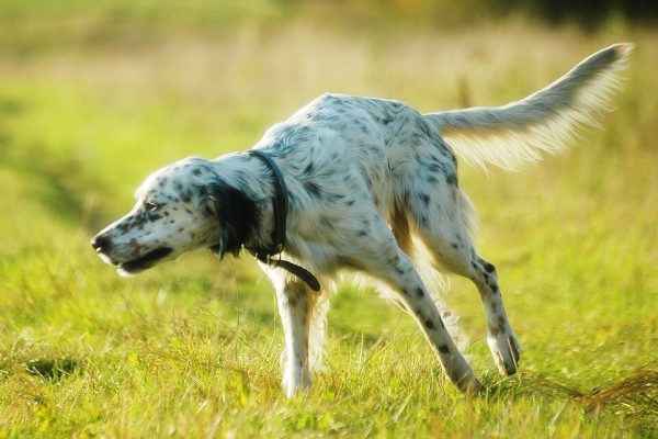 English Setter, Pointer,Ames Plantation,Johnny Crocket,Lester’s Sunny Hill Jo, National Field Trial Championship,Shadow Oak Bo