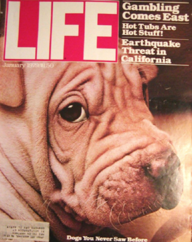 Chinese Shar-Pei, Life Magazine, cover,
