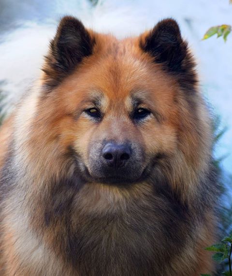 Not Just Another Pretty Face,Eurasier