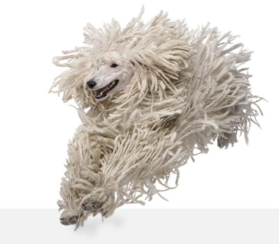Poodle,corded