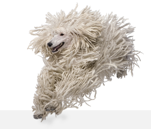 Poodle,corded