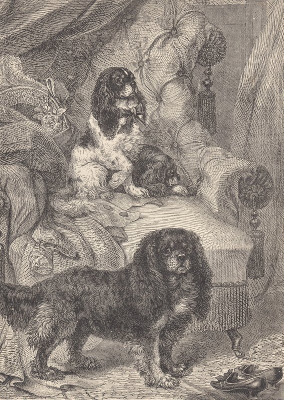 Dr. Caius,Boston Terrier,taxonomic, hierarchy,comforter dog,
