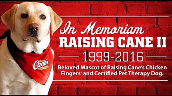 Labrador Retriever,Raising Cane,restaurant,therapy dog