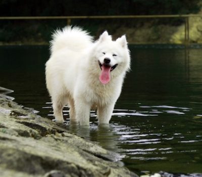 Samoyed,tail,terms,trendle tail, trindle tail, trondle tail,tryndel tail,grindle tail