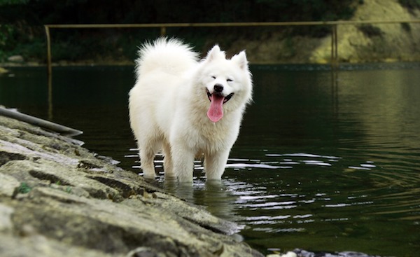 Samoyed,tail,terms,trendle tail, trindle tail, trondle tail,tryndel tail,grindle tail